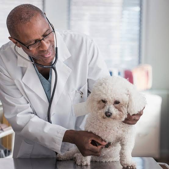 A White Coat, A Silent Language, and A Whole Lotta Heart 🐾🩺